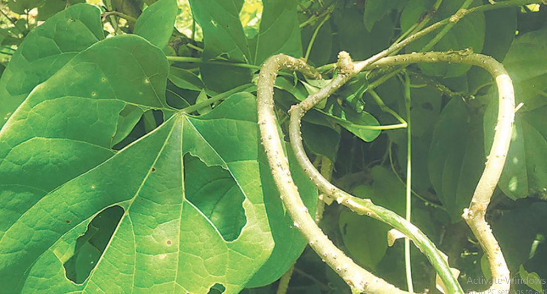 संरक्षण गरिँदै बागमती किनारका गुर्जो